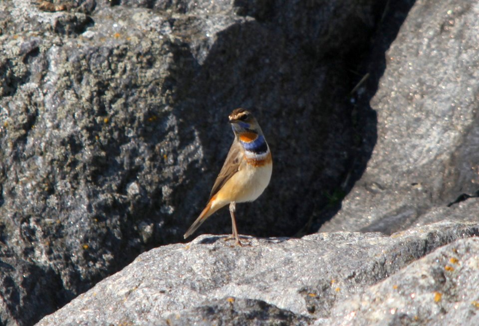 Bluethroat, Luscinia svecica