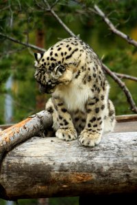 Snow Leopard at Orsa Björnpark photo