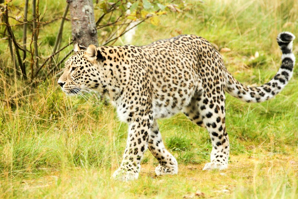 Persian Leopard at Orsa Björnpark photo