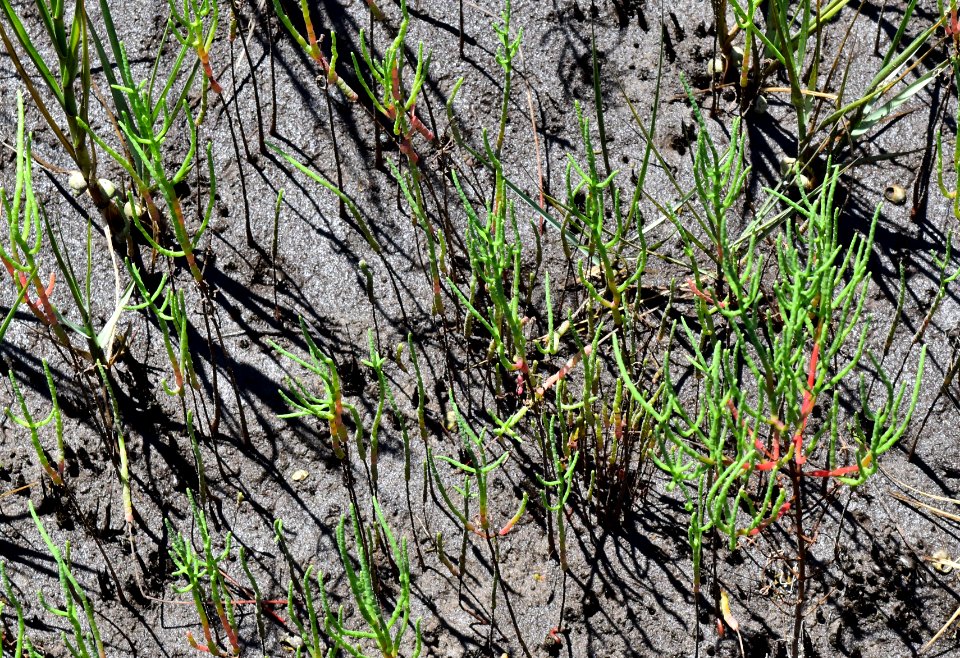 plant Salicornia 2 fort macon ncwetlands AM (17)
