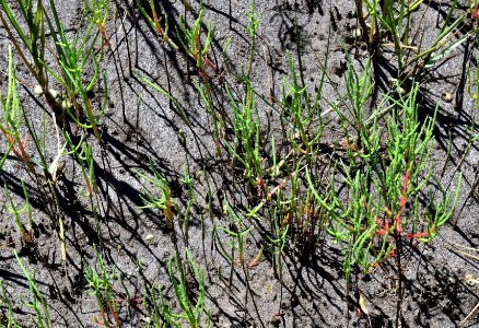 plant Salicornia 2 fort macon ncwetlands AM (17)