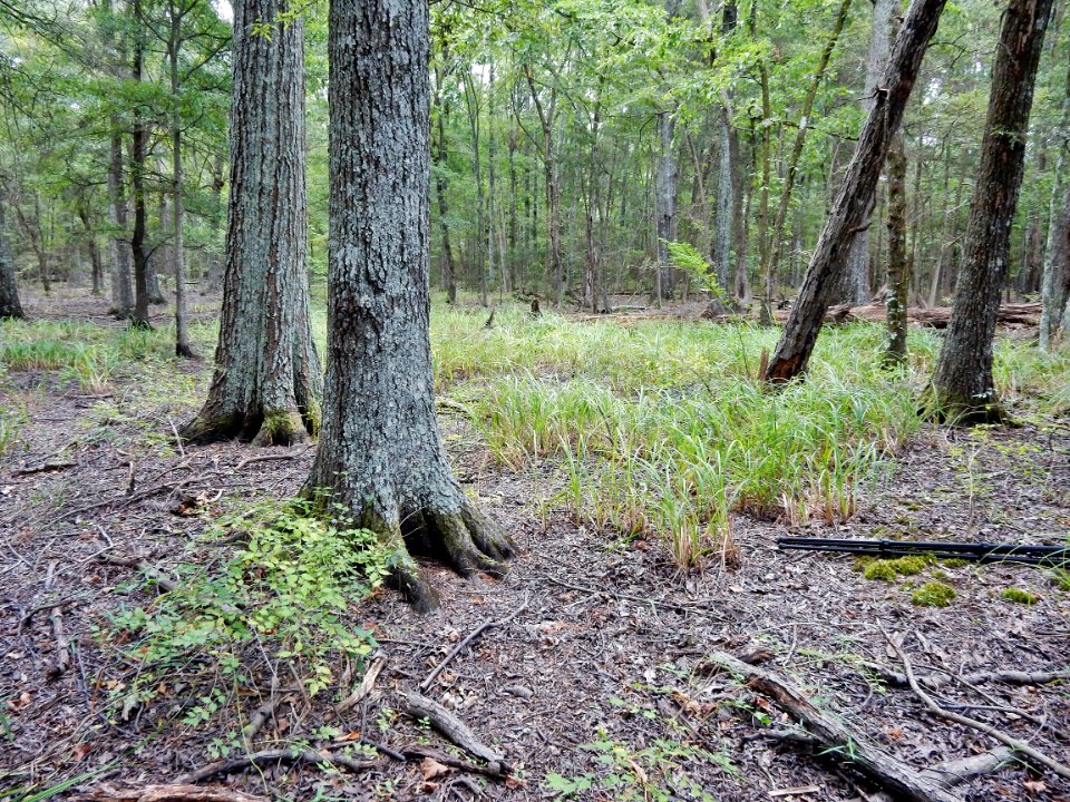 scene upland depression mcdowell np ncwetlands KG (1)