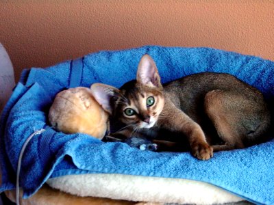 Abyssinian cat photo