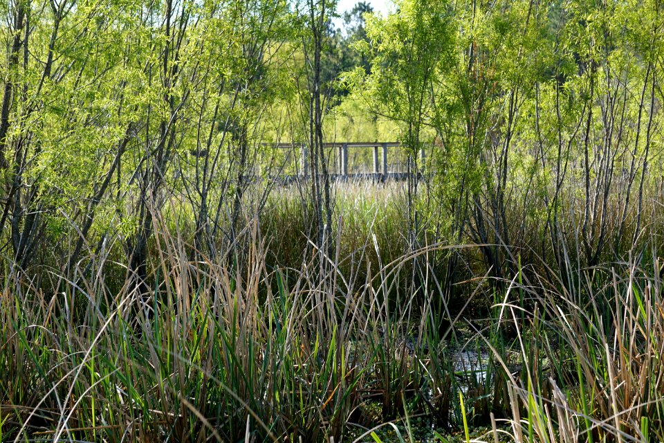 scene James Wade park ncwetlands KG (46)
