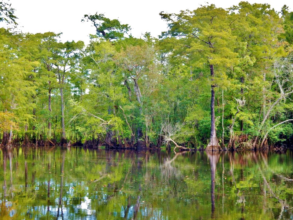 scene Black River Nature Preserve ncwetlands KG (3)