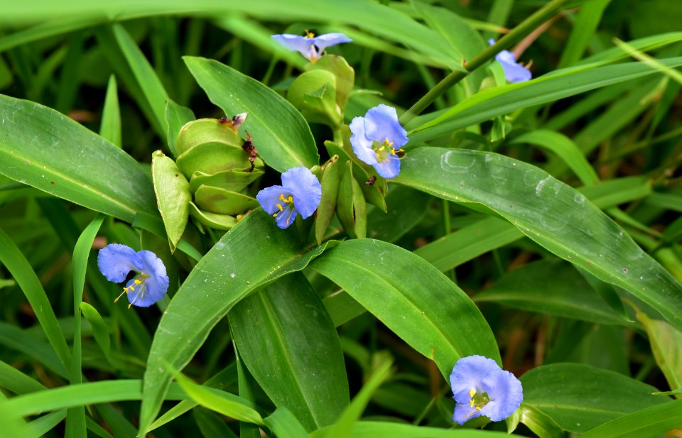 plant commelina mcdowell np ncwetlands amm (18)
