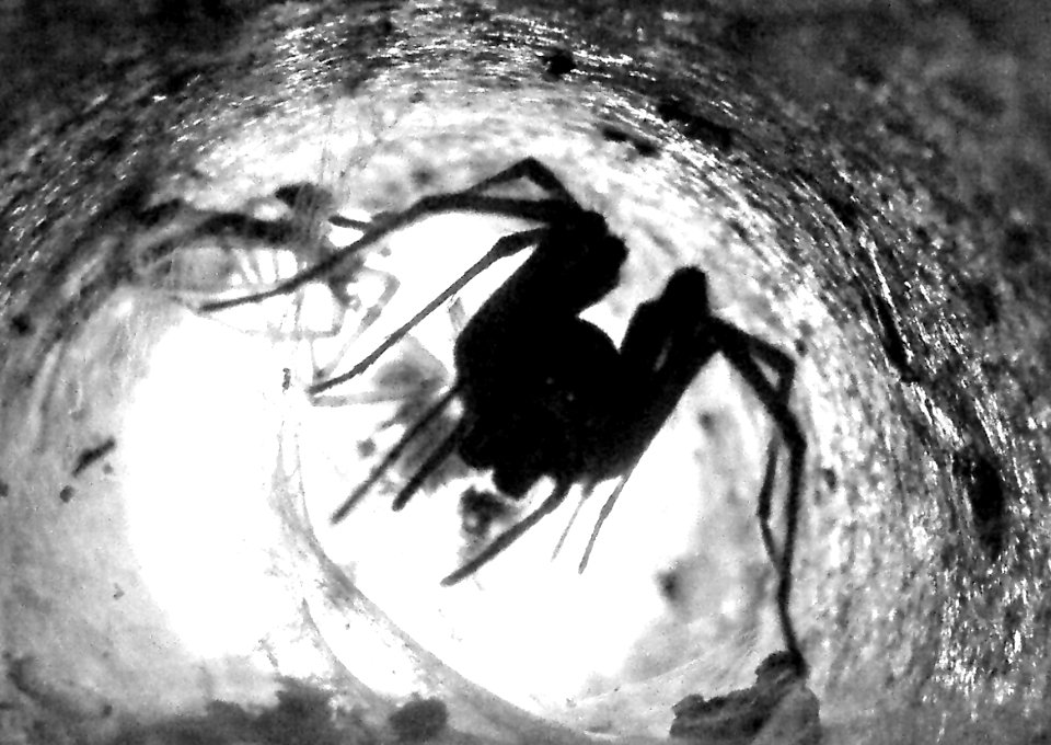 Tiny Spider in a Pipe