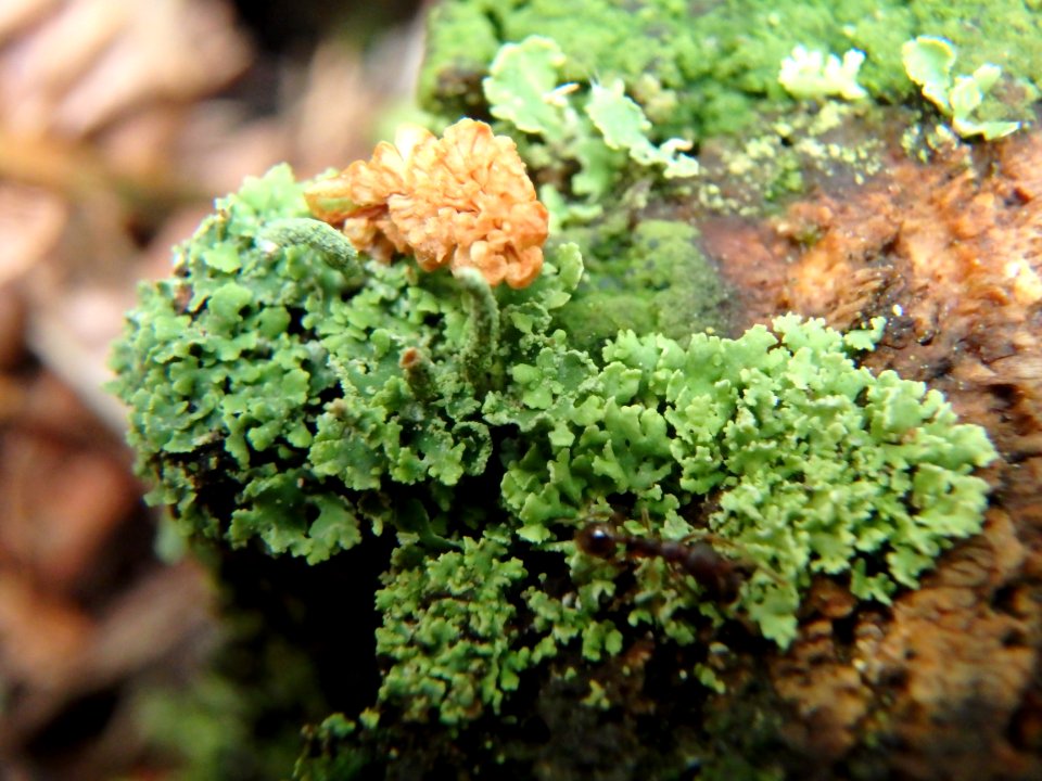 Forêt de navarre - Lichen