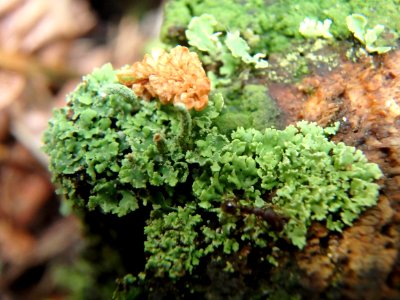 Forêt de navarre - Lichen