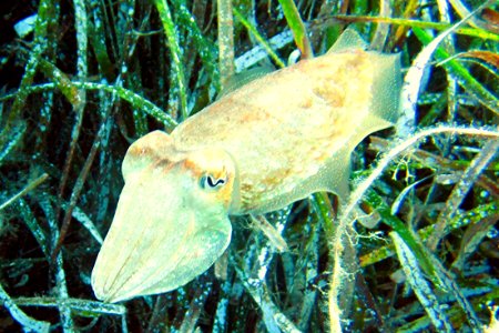Sepia Tintenfisch photo