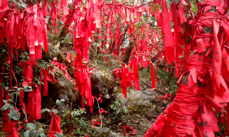 Forest of Wishes