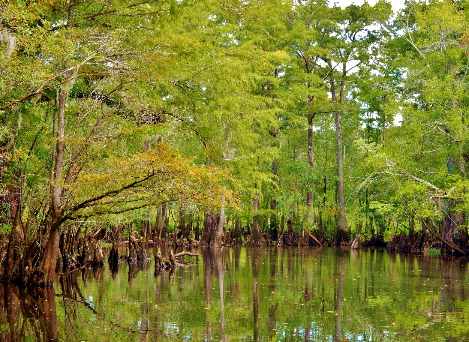scene Black River Nature Preserve ncwetlands KG (2)
