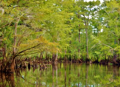 scene Black River Nature Preserve ncwetlands KG (2)