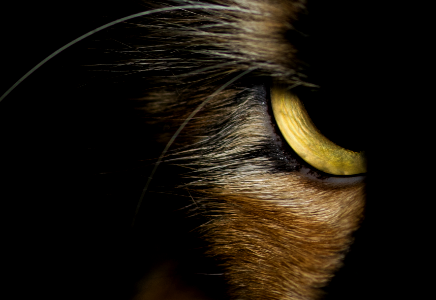 I cat see you
