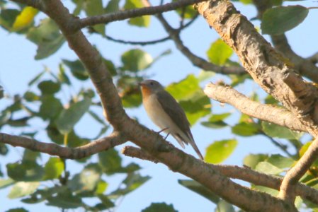 Red-breasted flycatcher, Ficedula parva