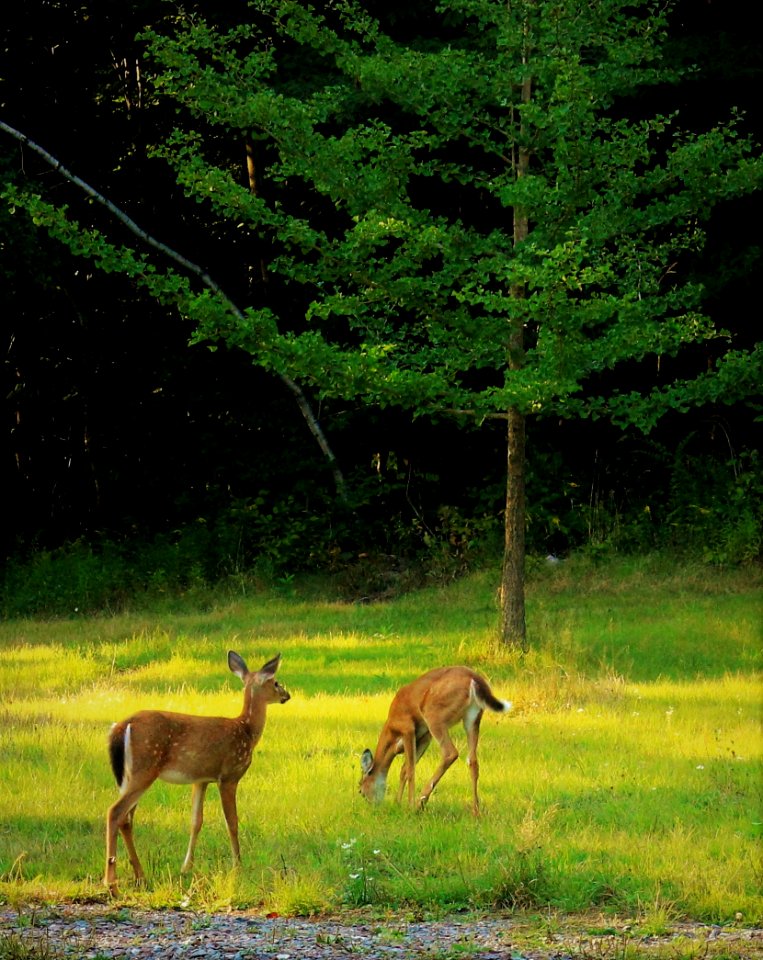 White-Tailed Deer (Fawns)