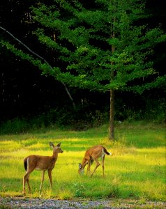White-Tailed Deer (Fawns) photo