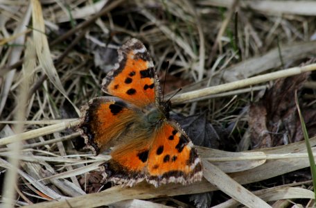 Last july many many of these beautiful eastern migrants  came to us and now in spring they are still here. They have survived our winter. Maybe we have got a new butterfly species
