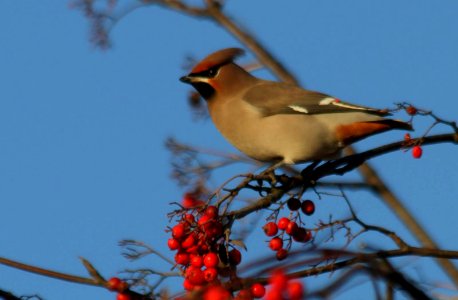 Waxwing