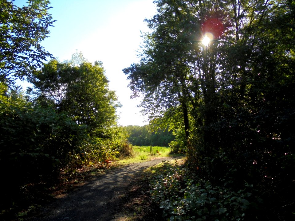 Cournon - Berges de l'Allier (6)