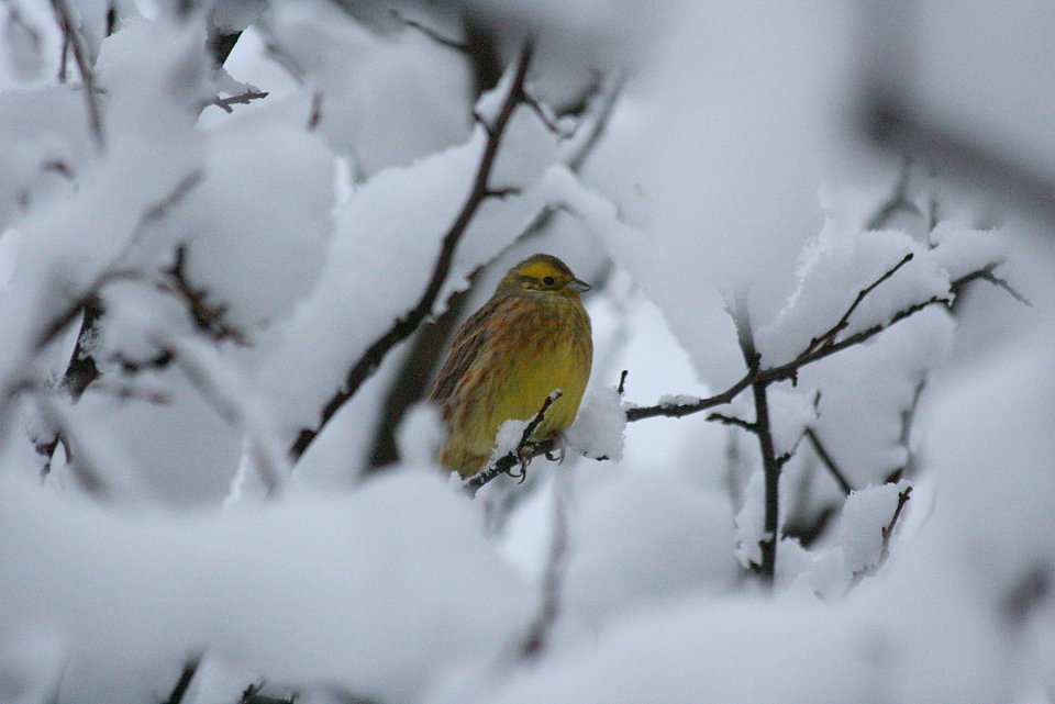 Yellowhammer in the snow