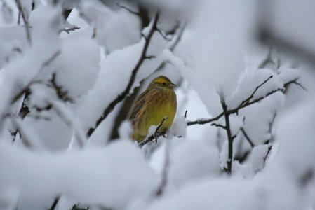 Yellowhammer in the snow photo
