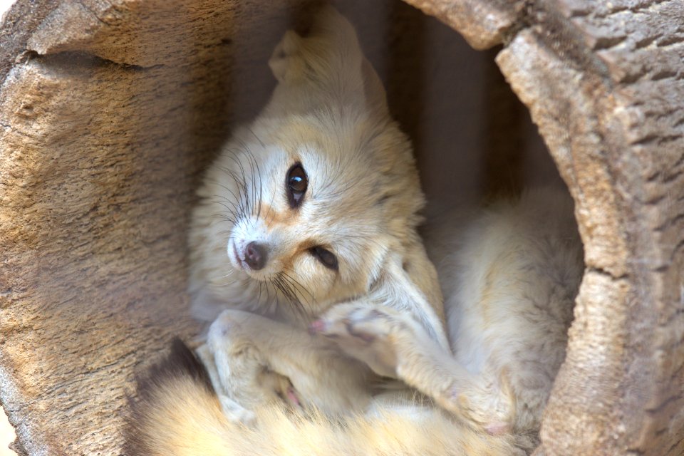 フェネック Fennec