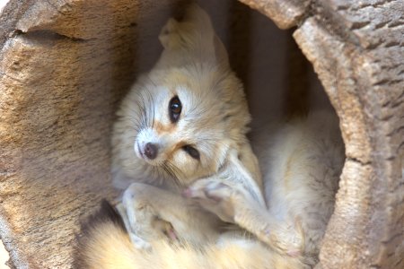 フェネック Fennec