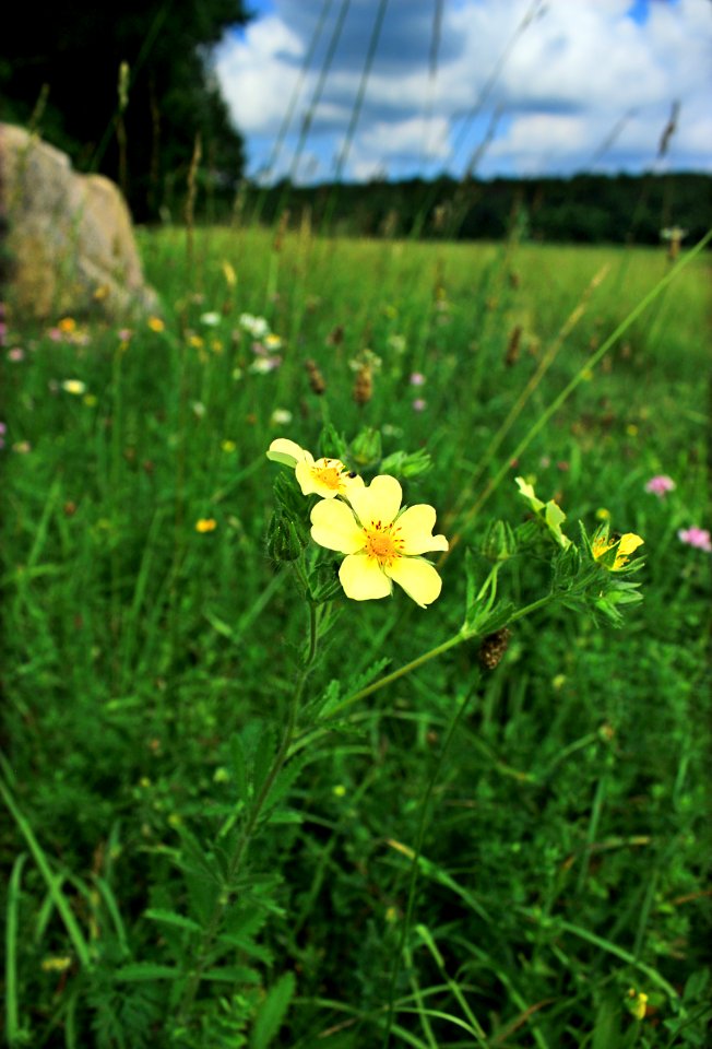 State Game Land 312 (Klondike Ponds Tract) (27)