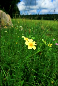 State Game Land 312 (Klondike Ponds Tract) (27)