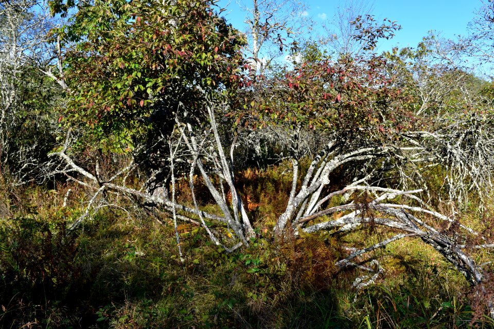 scene Boone Fork Trail ncwetlands amm (17)