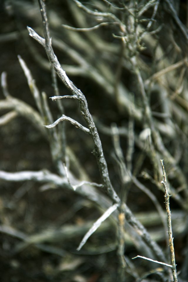 dead-tree