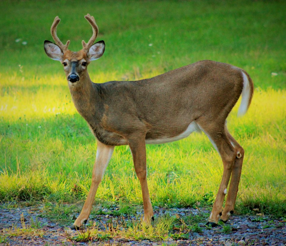 White-Tailed Deer (Buck)