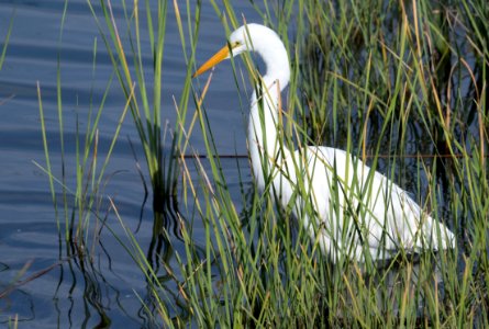 Great egret