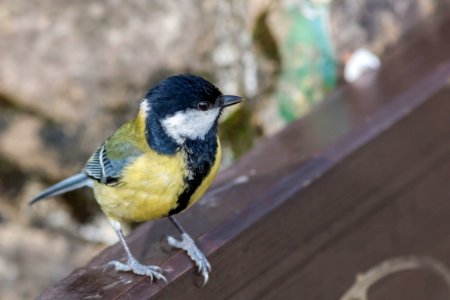 Parus major