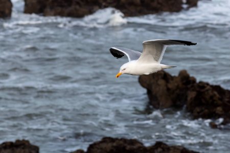 Larus michahellis