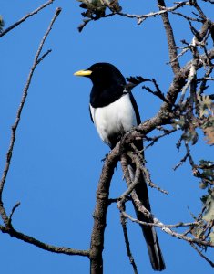 Yellow-billed magpie photo