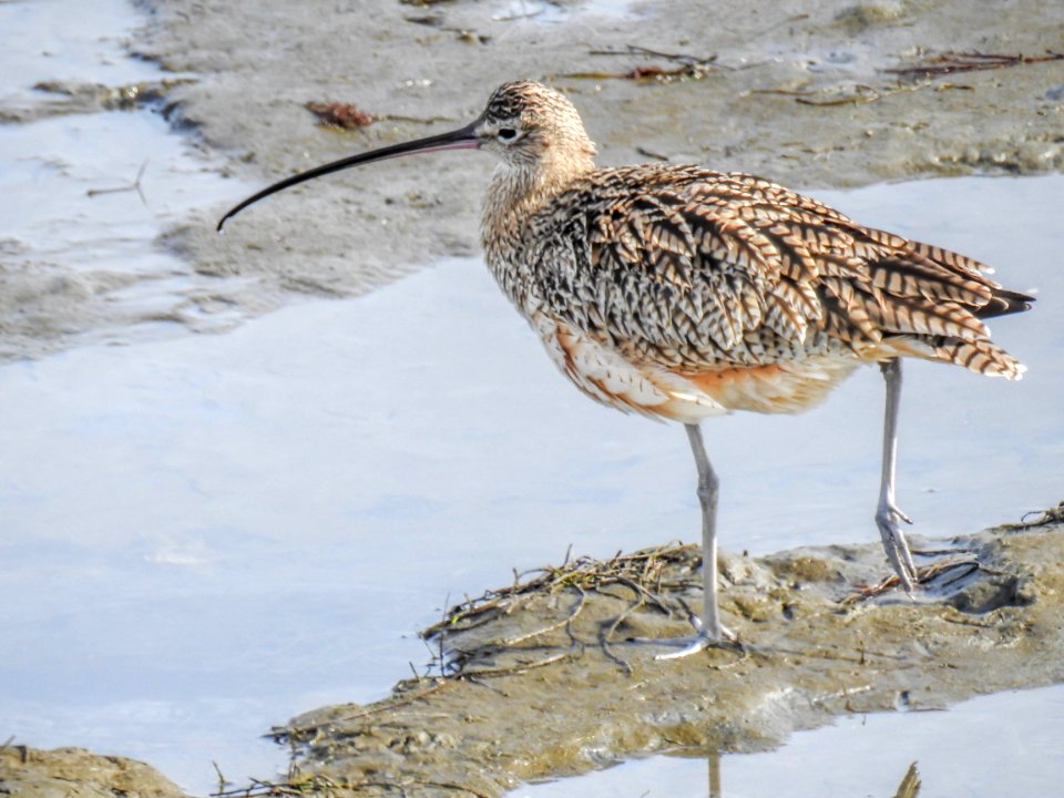 A cockeyed long-billed curlew
