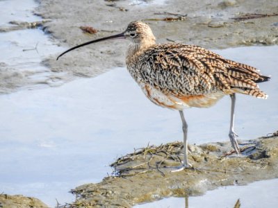 A cockeyed long-billed curlew