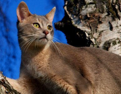 Abyssinian cat photo