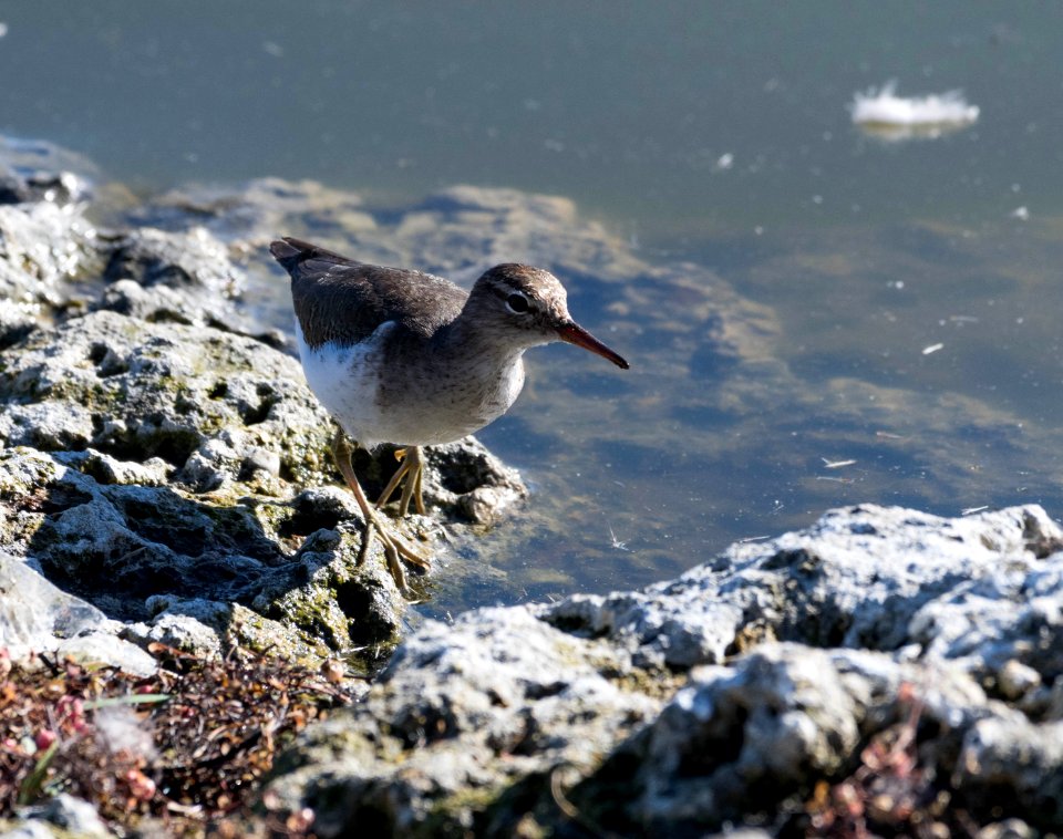 Spotted sandpiper