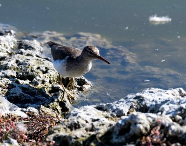 Spotted sandpiper photo