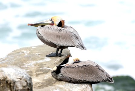 California brown pelicans