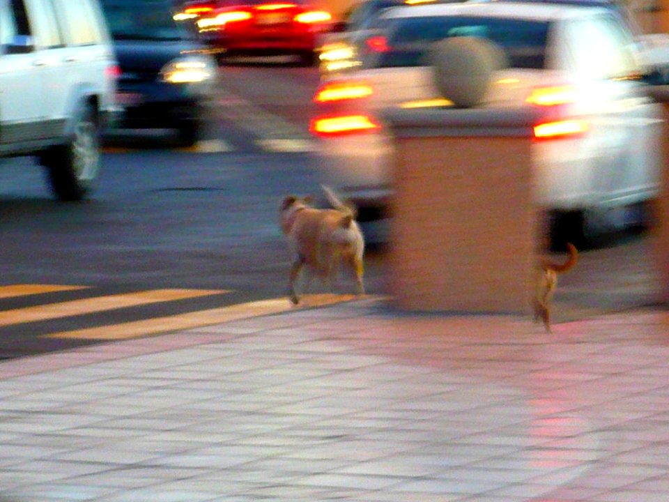 Perros paseando solos por el malecón