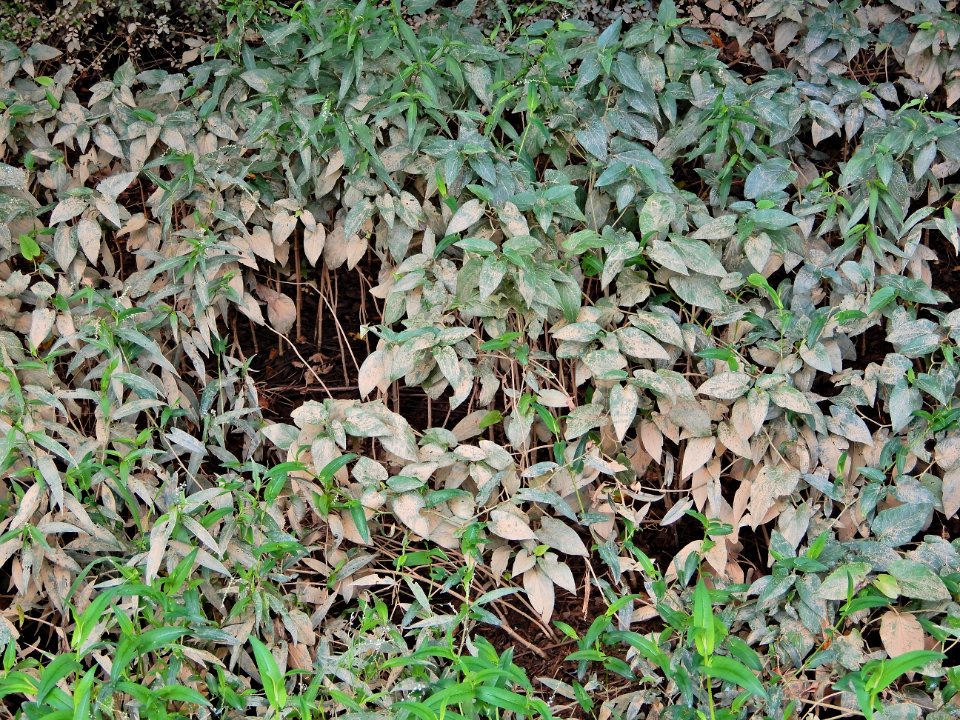 plants sediment accumulation McAlpine and 4Mile Creek Greenway ncwetlands KG (30)