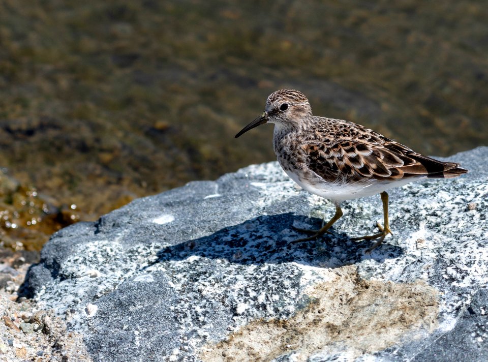 Least sandpiper photo