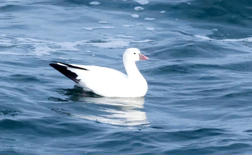 Rare Ross's goose at Point La Jolla