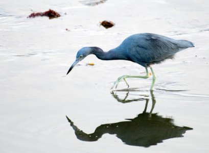 Little blue heron photo