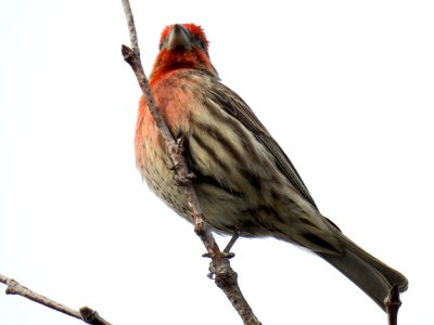 A colorful male house finch photo