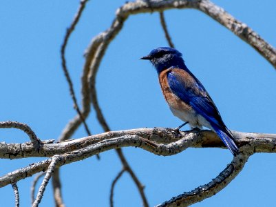 Western bluebird